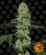 TANGERINE DREAM autoflower seed cannabis
