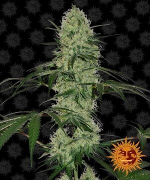 TANGERINE DREAM autoflower seed cannabis
