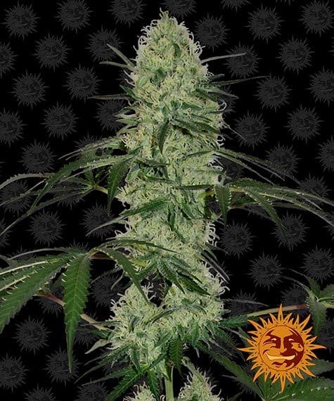 Tangerine Dream Auto Feminised - 3 pack 1 TANGERINE DREAM autoflower seed cannabis