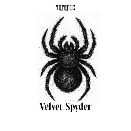 Velvet Spyder Auto Cannabis Seeds (5+1) 1 Velvet Spyder Auto Cannabis Seeds (5+1)