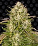 WEDDING CAKE autoflower seed cannabis