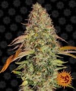 ZKITTLEZ OG autoflower seed cannabis