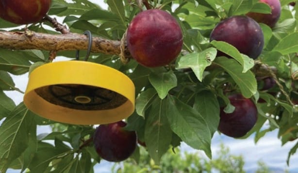 Fruit Fly Control M3 Bait Station 4 Fruit Fly Control M3 Bait Station - Image 4
