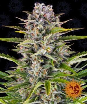 gorilla zkittlez autoflower seed cannabis