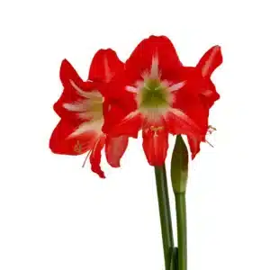 Amaryllis Symphony Single - Capella - 1 bulb