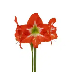 Amaryllis Symphony Single - Electra - 1 bulb