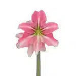 Amaryllis Symphony Single - Phoenix Pink White - 1 bulb