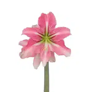Amaryllis Symphony Single - Phoenix Pink White - 1 bulb