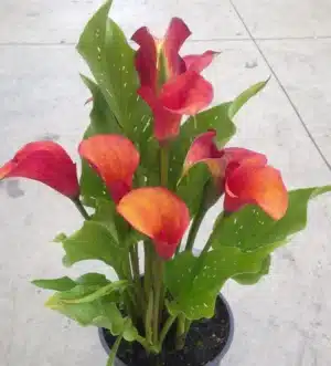 Zantedeschia - Inferno - 1 bulb