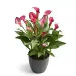 Zantedeschia - Royal Plum - 1 bulb