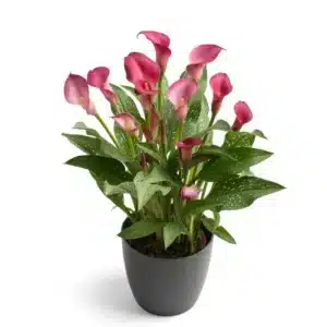 Zantedeschia - Royal Plum - 1 bulb