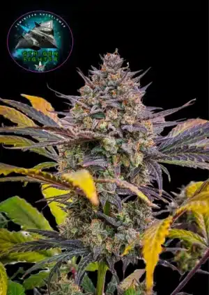 6th Gen Fighter Fem Auto - 3 Seeds