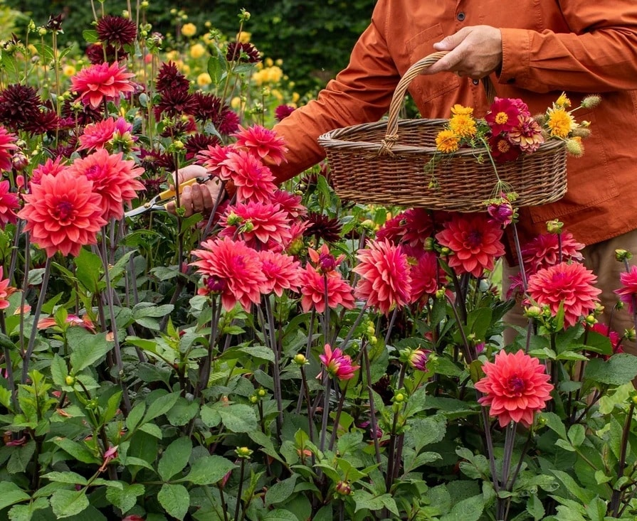 Dahlia Cactus Flowers South Africa
