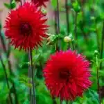 Dahlia Cactus - Ma Jolie- 1 Tuber
