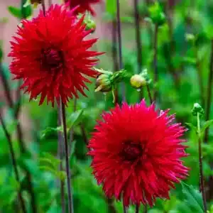 Dahlia Cactus - Ma Jolie- 1 Tuber