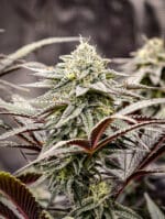 Immortal Cheese Feminised - 3 Seeds