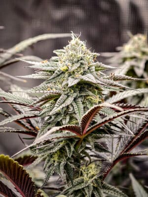 Immortal Cheese Feminised - 3 Seeds