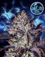 Sub Zero Fem Auto - 3 Seeds