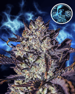 Sub Zero Fem Auto - 3 Seeds