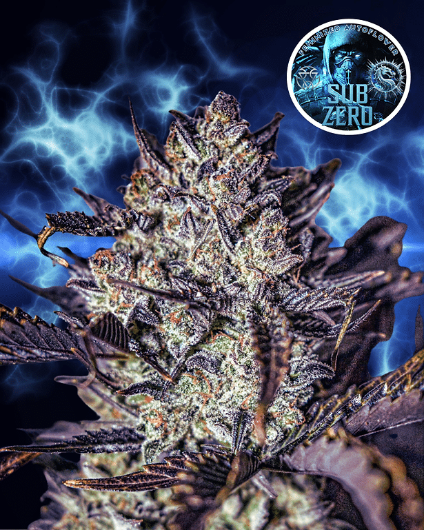 Sub Zero Fem Auto - 3 Seeds 1 Sub Zero Fem Auto - 3 Seeds