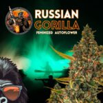 Russian Gorilla Fem Auto