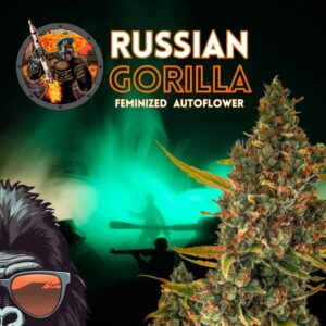 Russian Gorilla Fem Auto